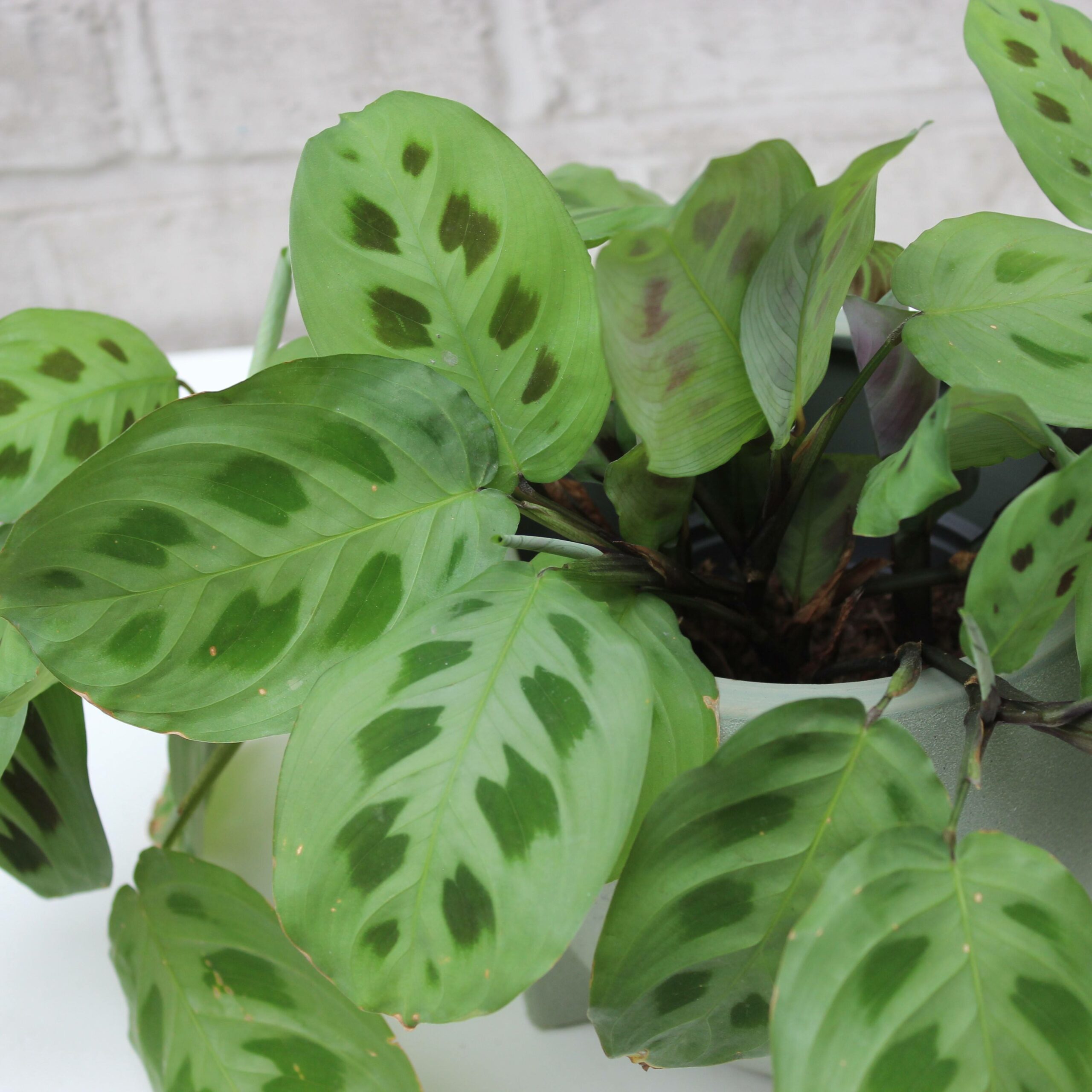 Calathea Zoom