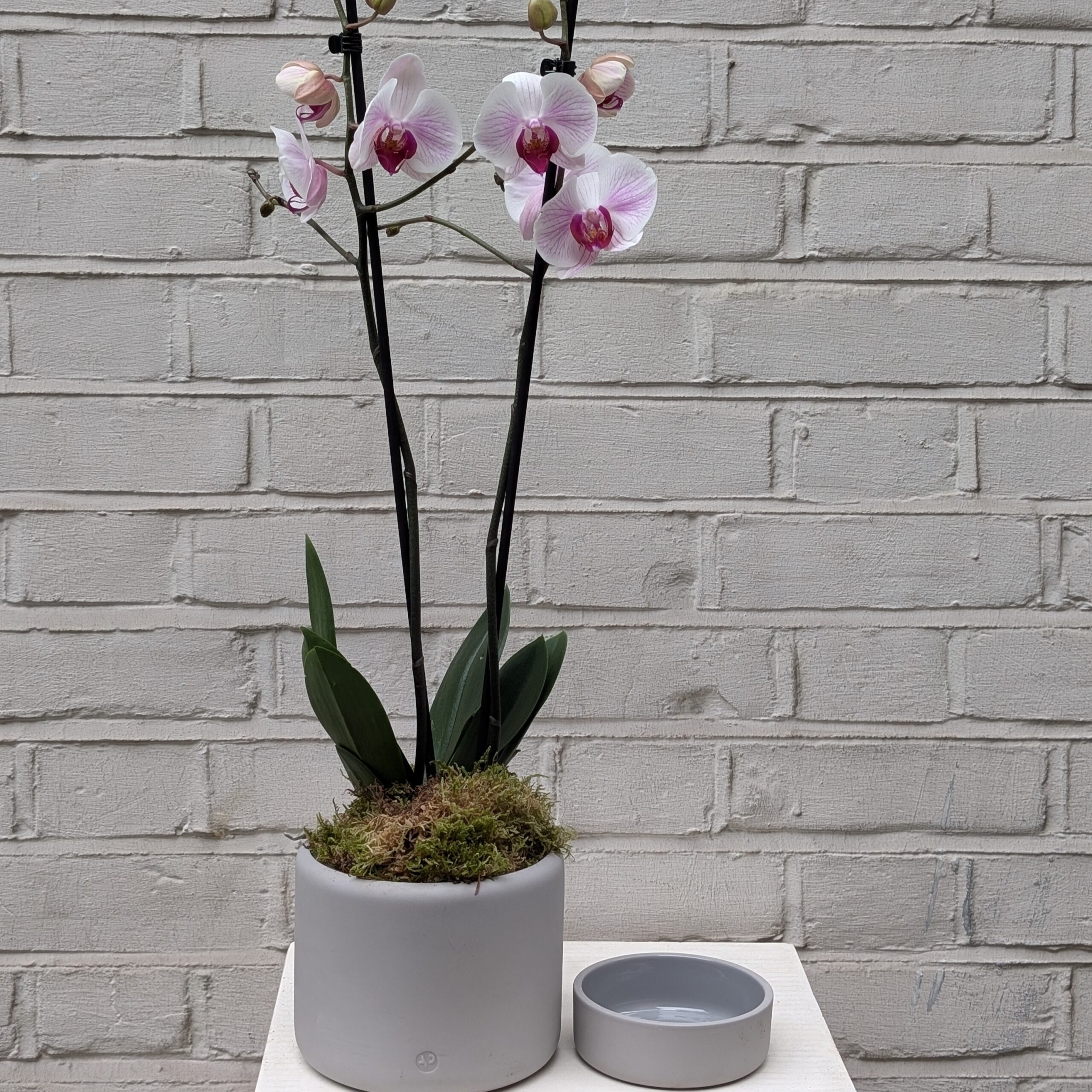 Potted Orchid Drip Tray REmoved