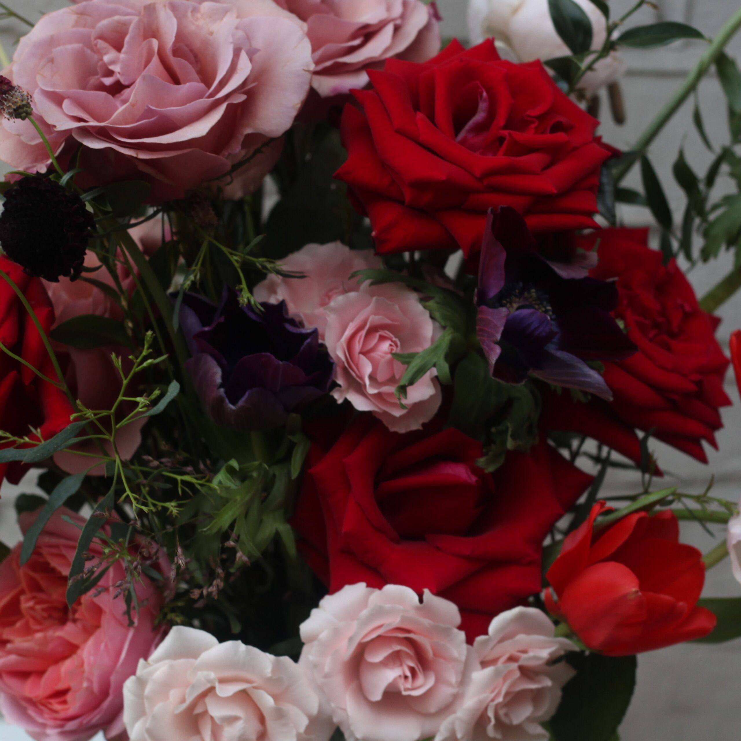 Cassis Noir Close Up 2026