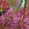 creation wines image