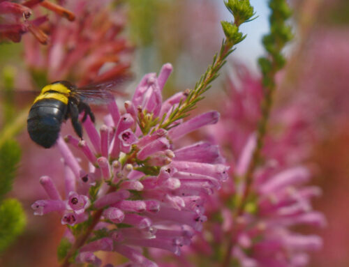 Creation Wines Dinner at Stem + Stem | Thursday 7 May 2026 | 18:00